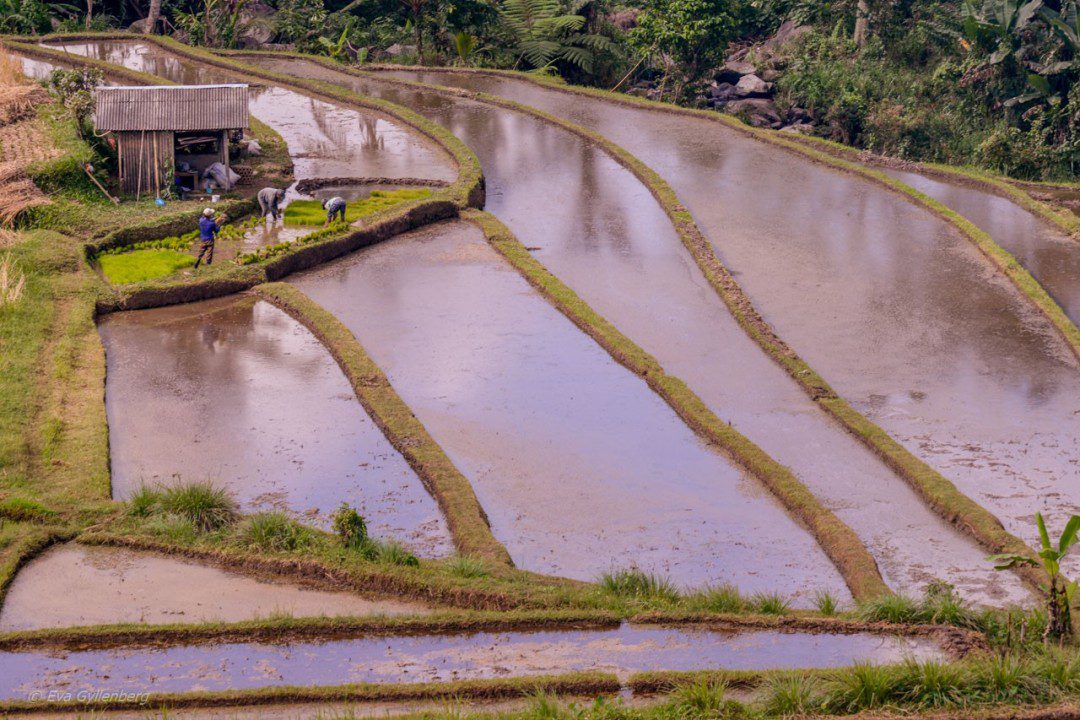 Jatiluwih - Risterrasser - Bali