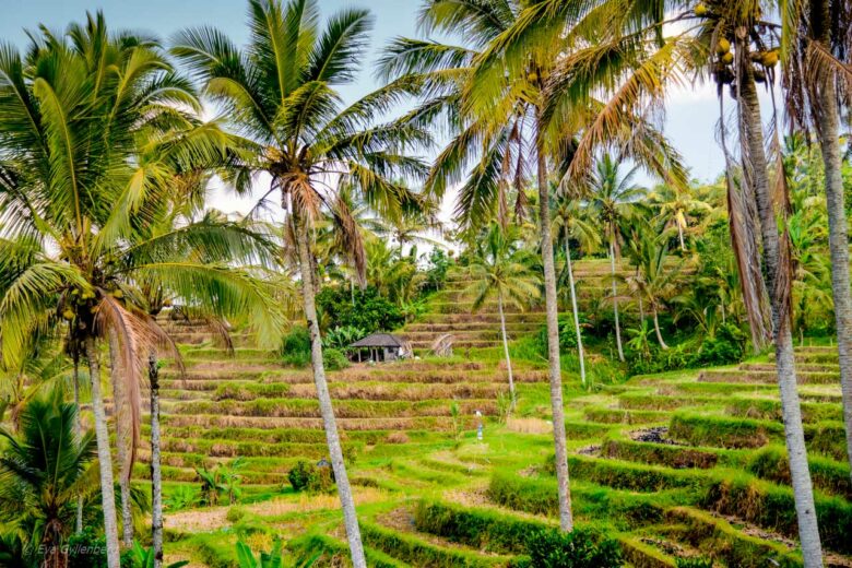 Jatiluwih - Risterrasser - Bali