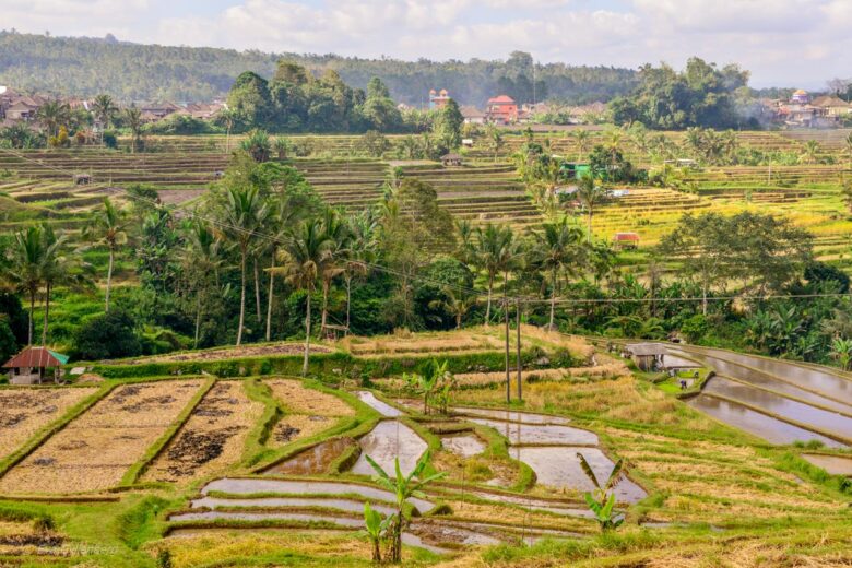 Jatiluwih - Rice Terraces - Bali