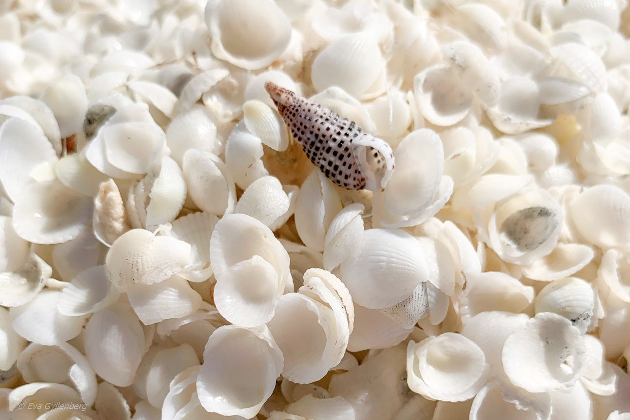 Shells at Shell beach