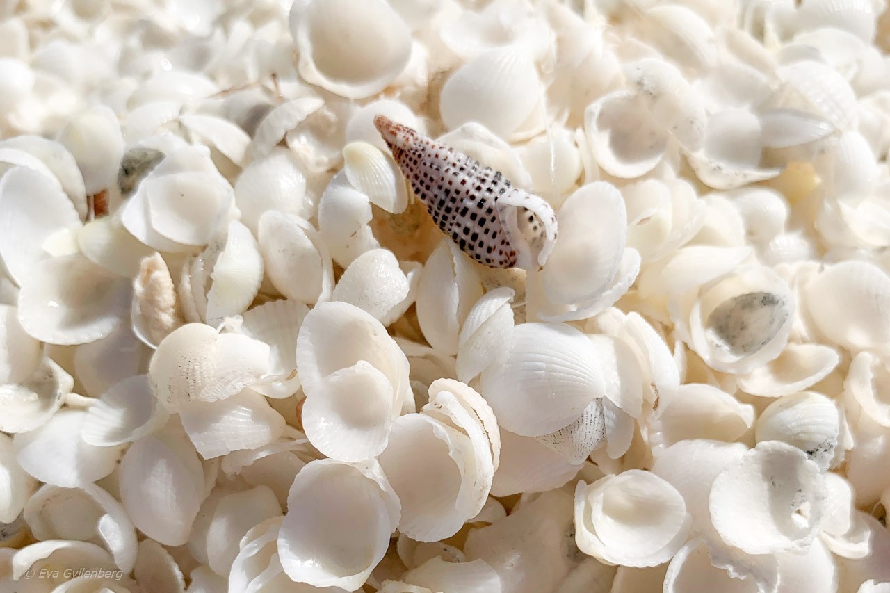 Snäckor vid Shell beach