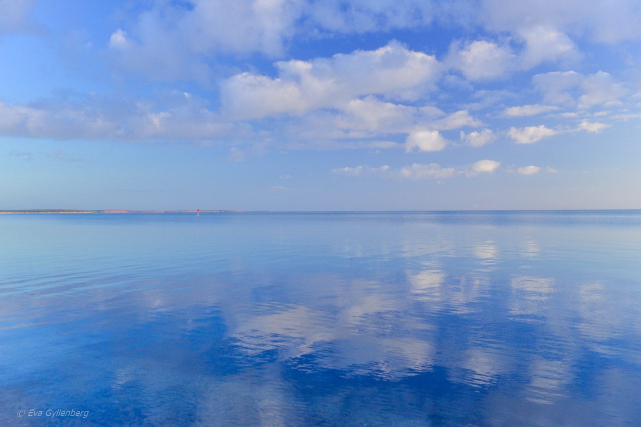 Spegelblankt hav i Shark Bay