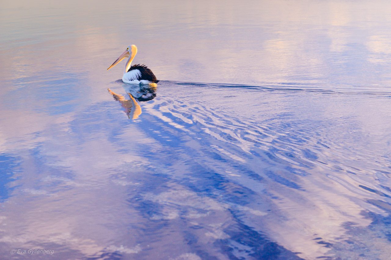 Pelikan i Shark Bay