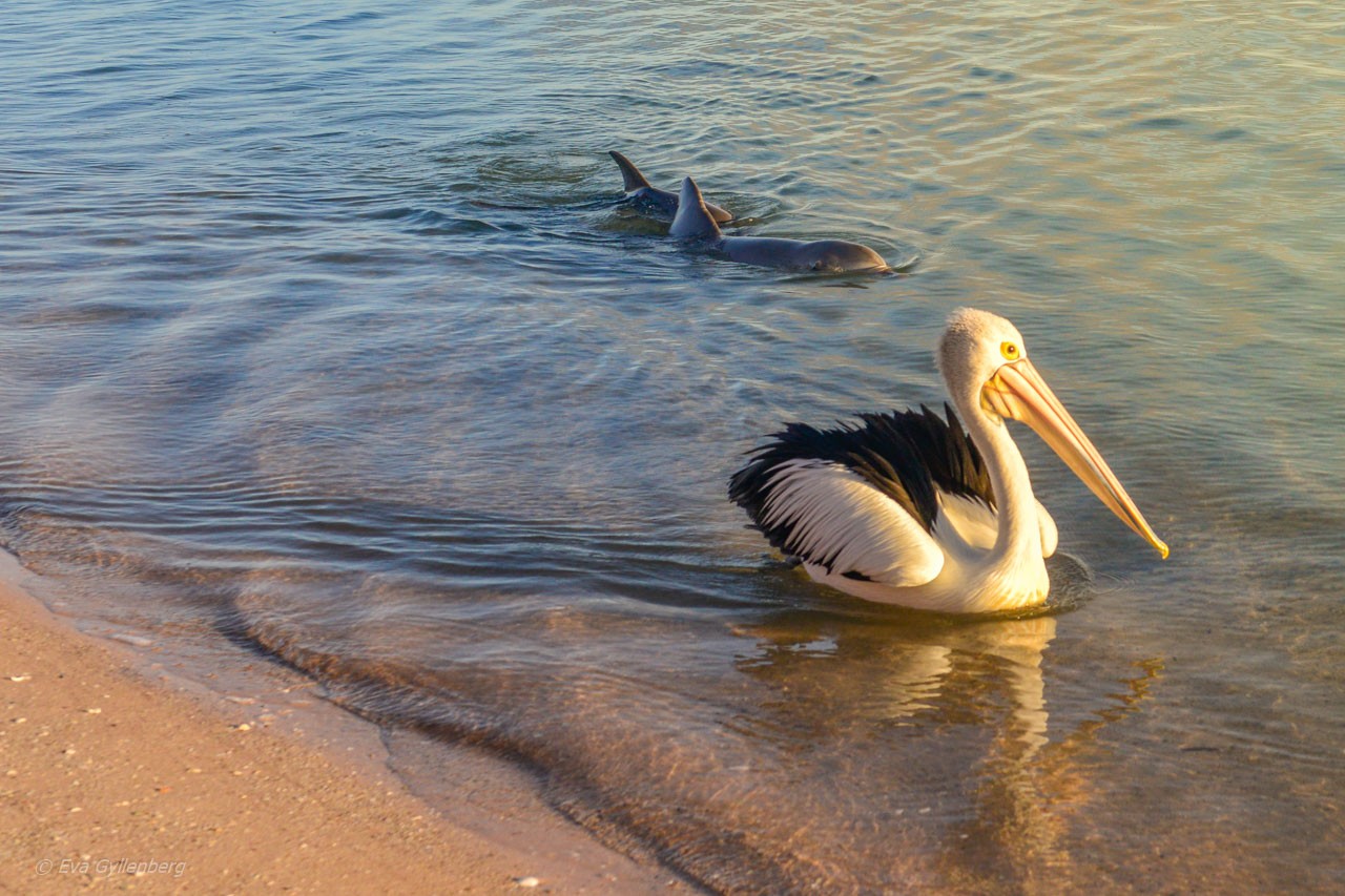 Delfiner i Shark Bay