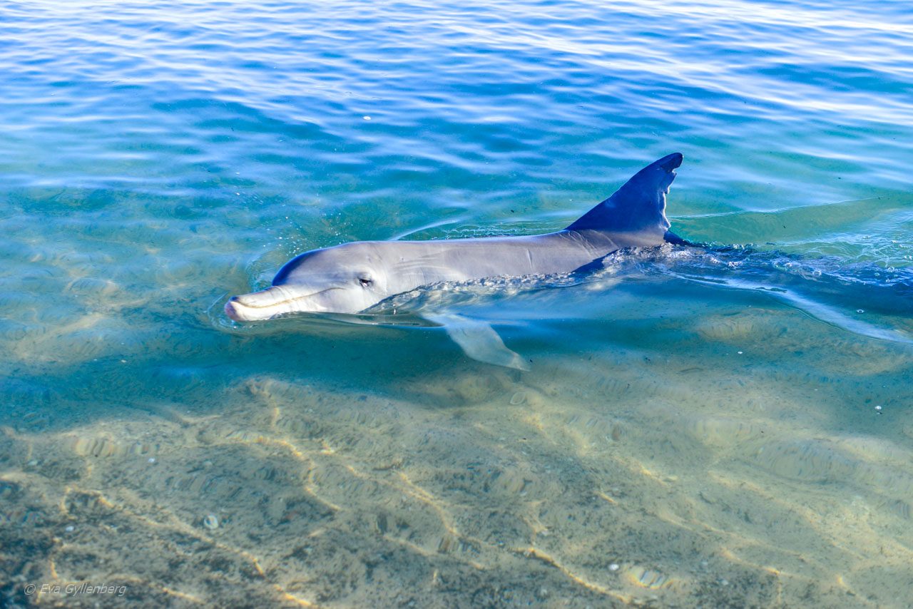 Flasknosdelfin i Shark Bay