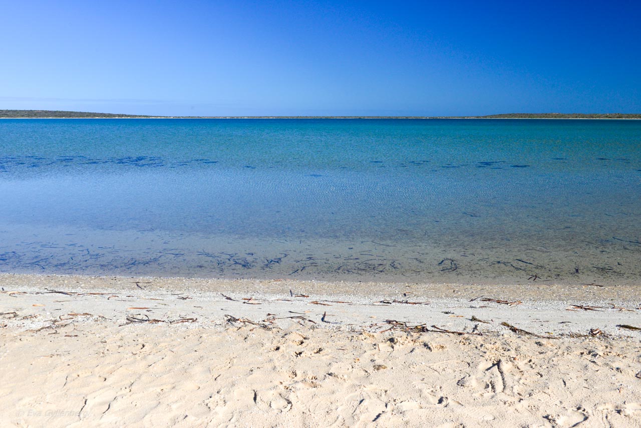 LIttle Lagoon vid Shark Bay