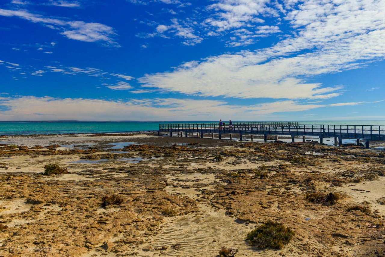 Stromatoliter vid Hamelin Pool