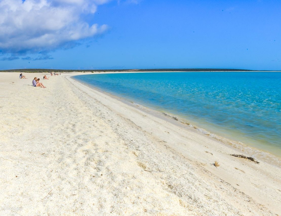 Shell beach vita strand i Shark Bay
