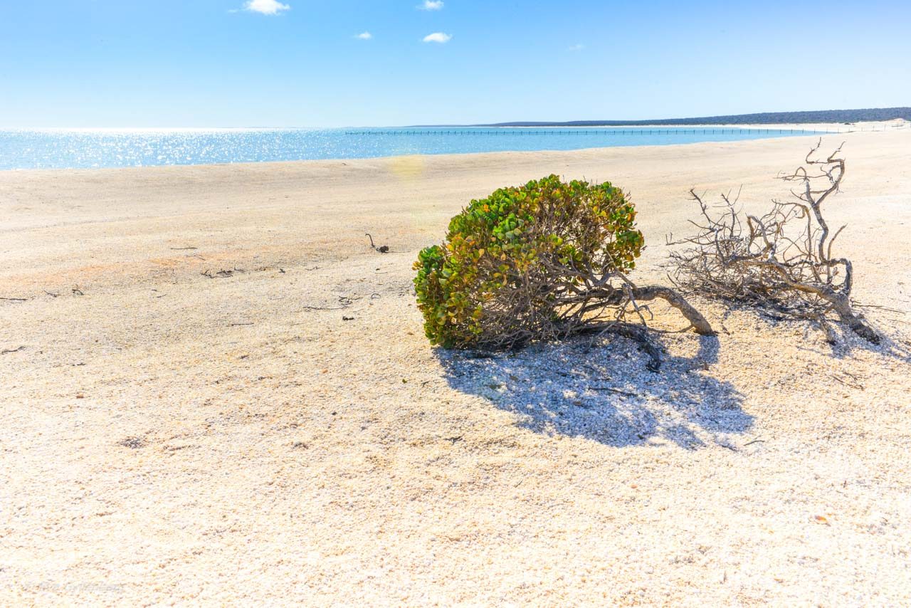 Shell beach i motljus