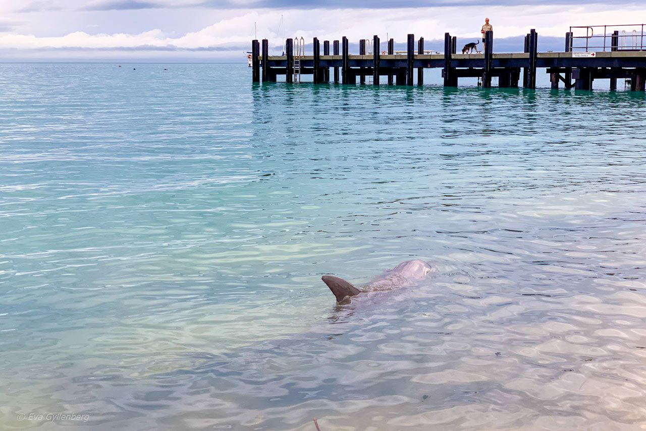 Delfin vid piren i Monkey Mia