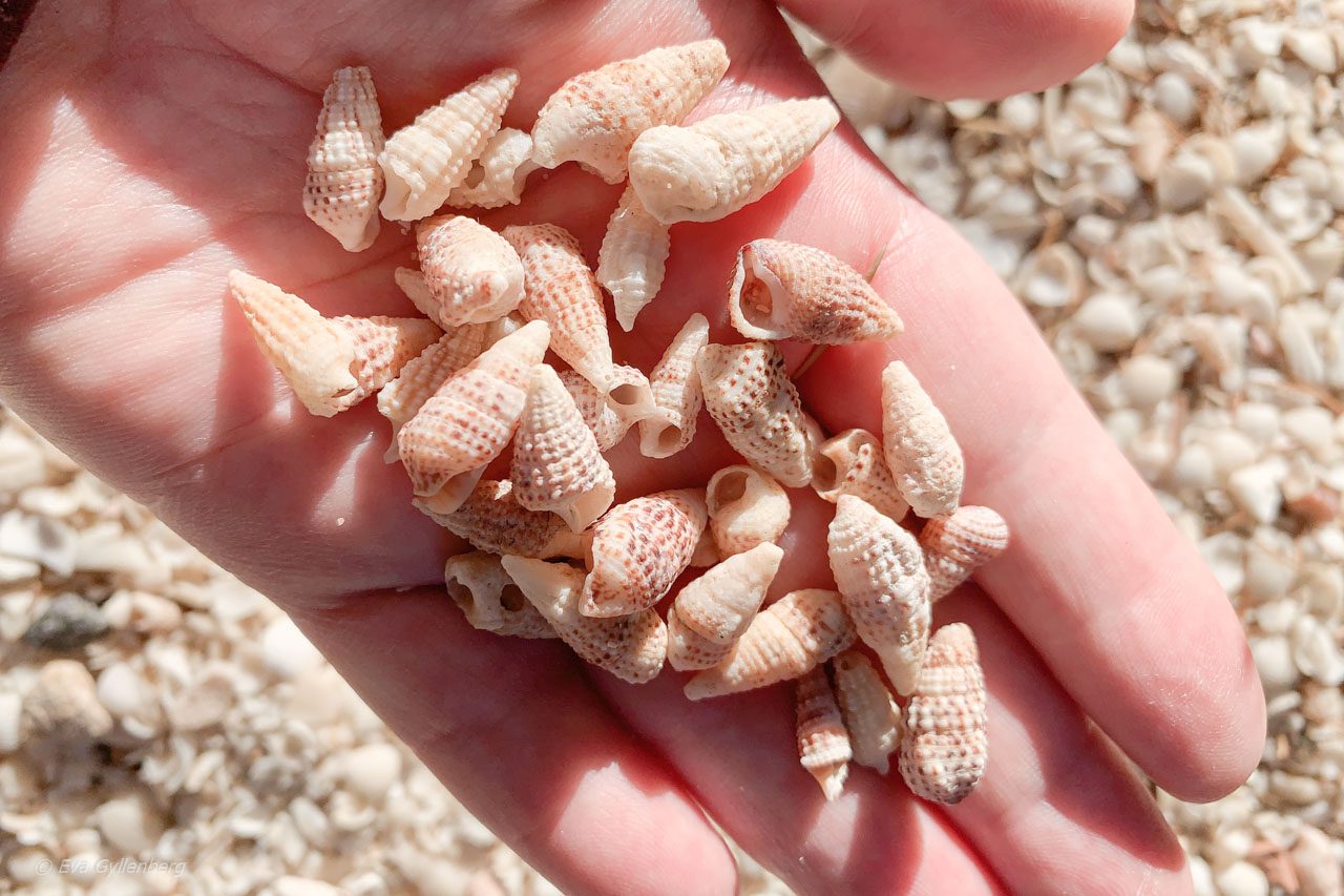 So many shells!