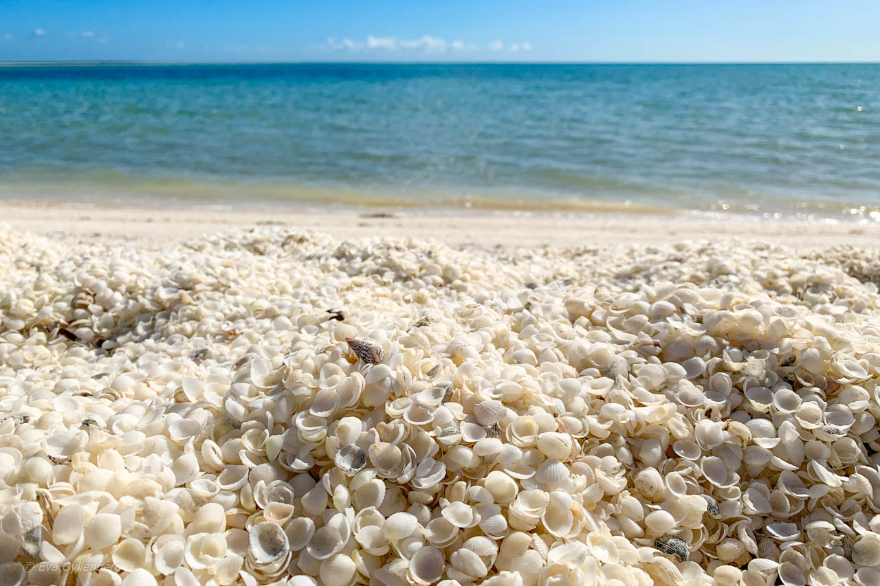 Miljoner snäckor vid Shell Beach