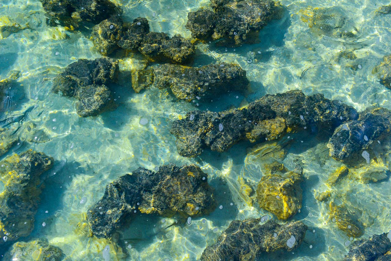 Stromatolites in shallow water