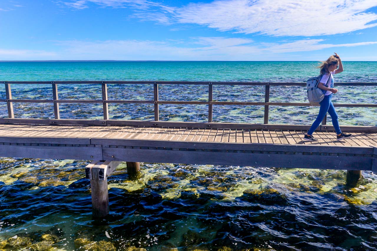 Hamelin Pool board walk