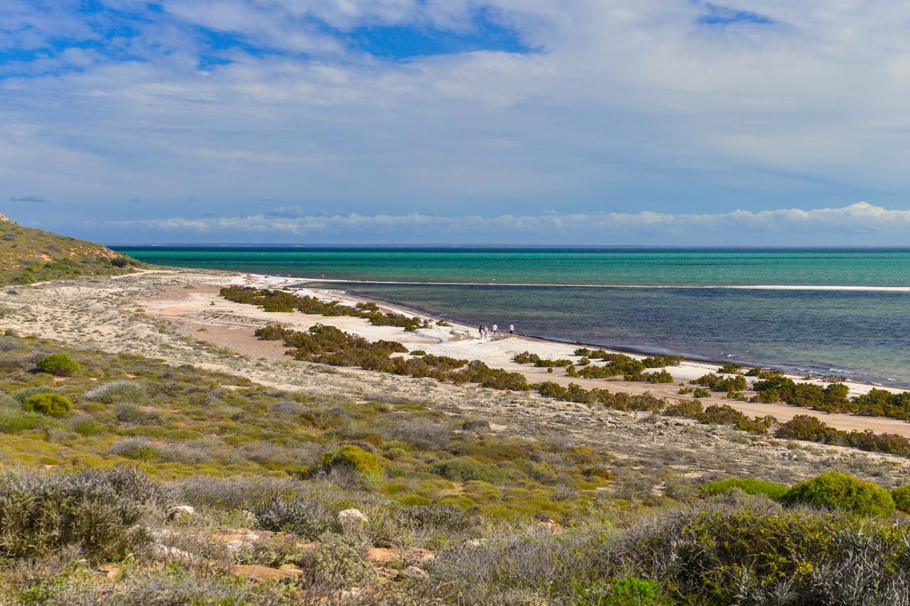 Strand i Shark Bay