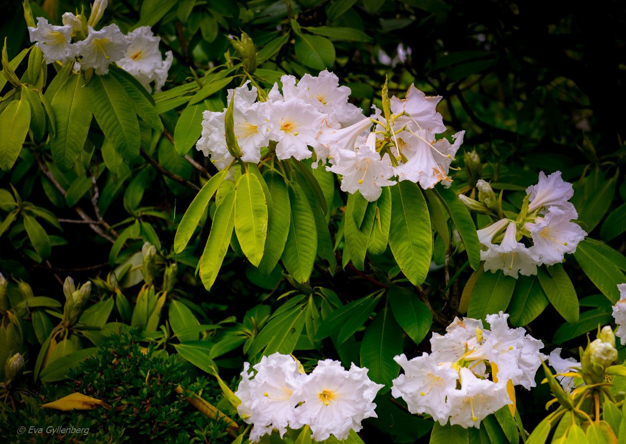 Rhododendron Sofiero
