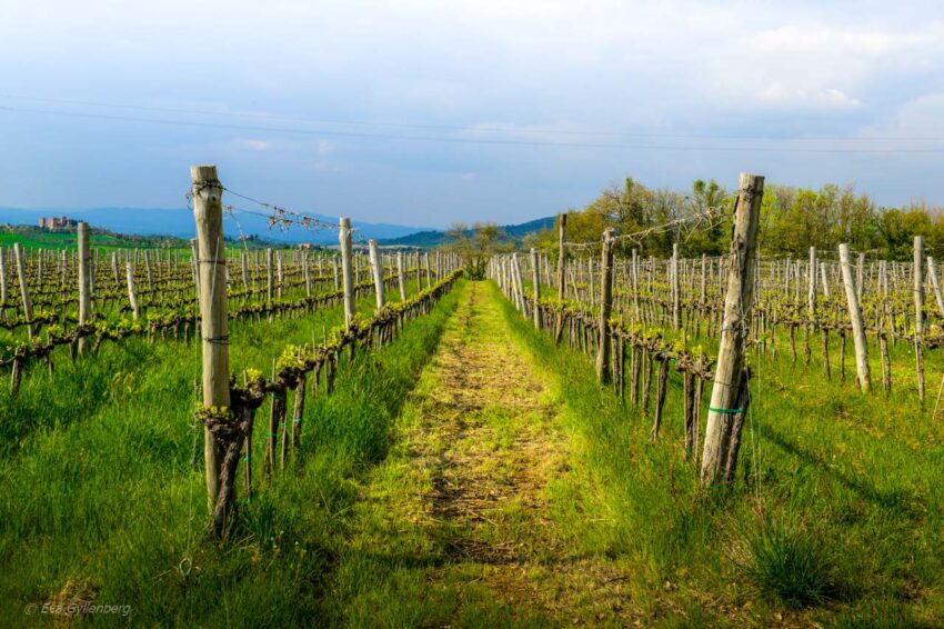 Vinrankor i Val d'Orcia - Italien