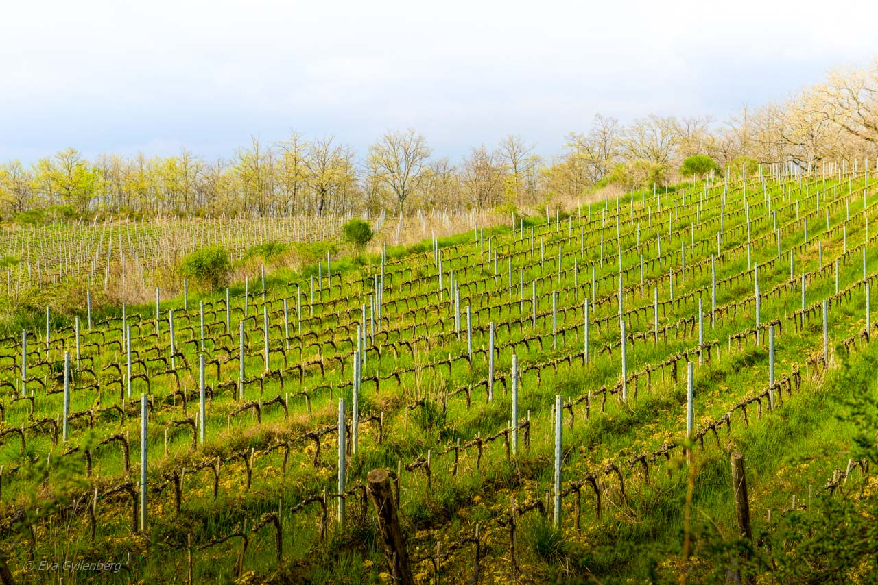 Val d'Orcia vinrankor iToscana