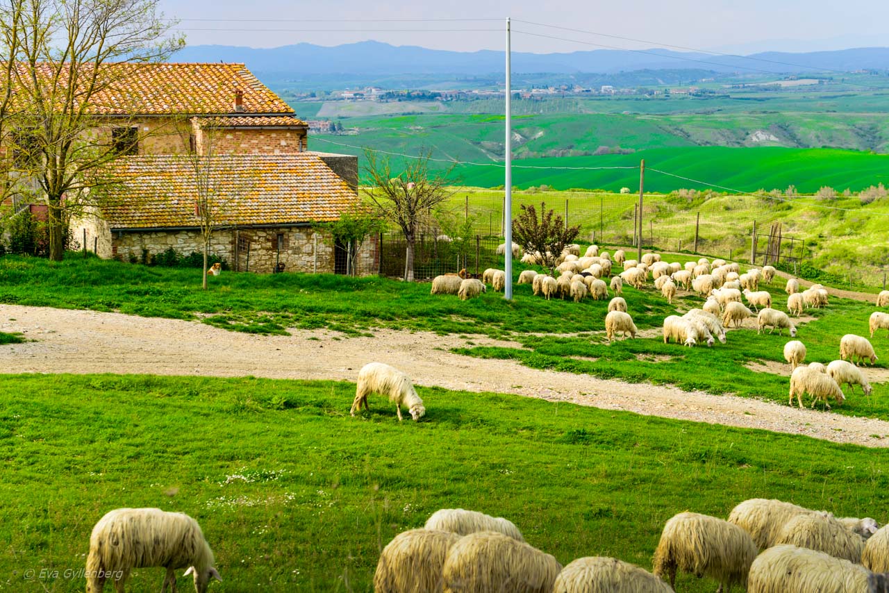 Val d'Orcia - fårfarm