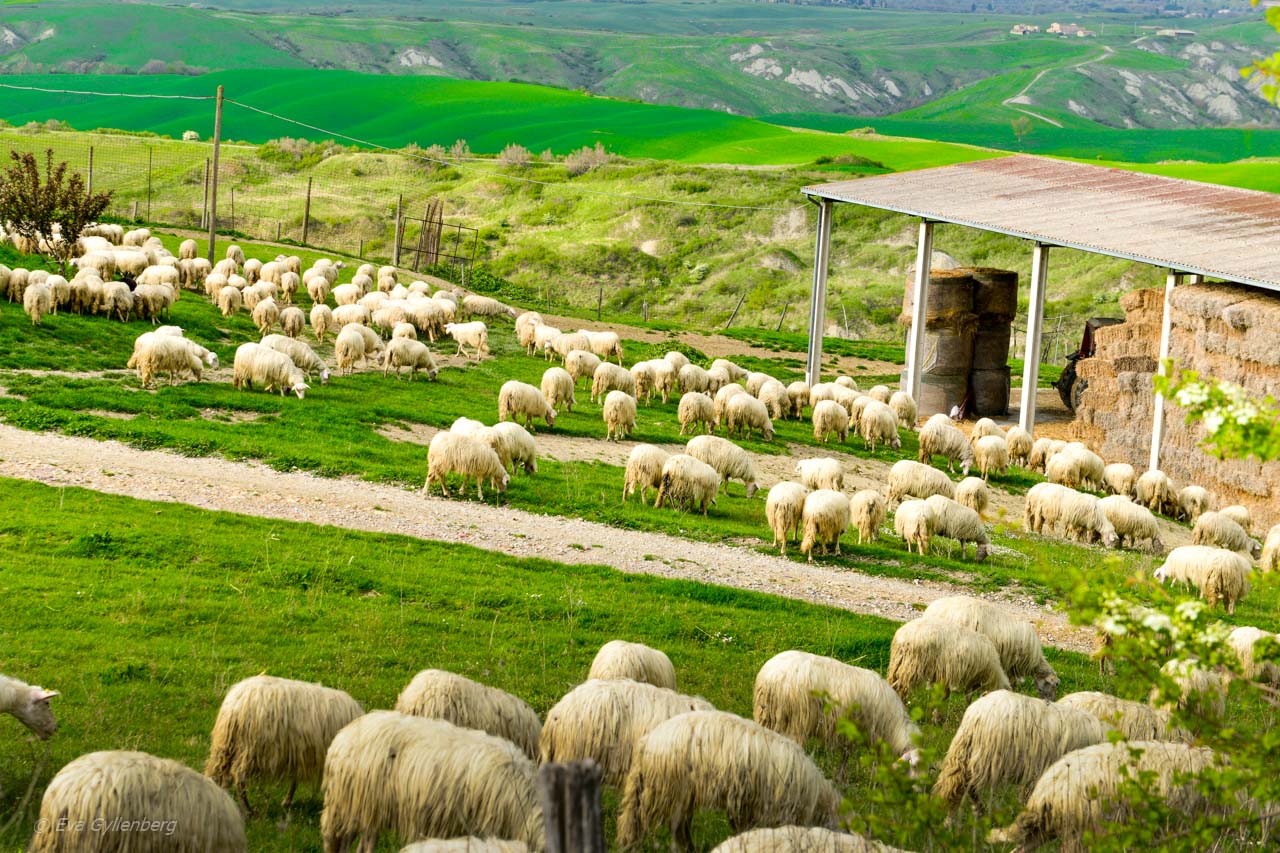 Får i Val d'orcia - Italien