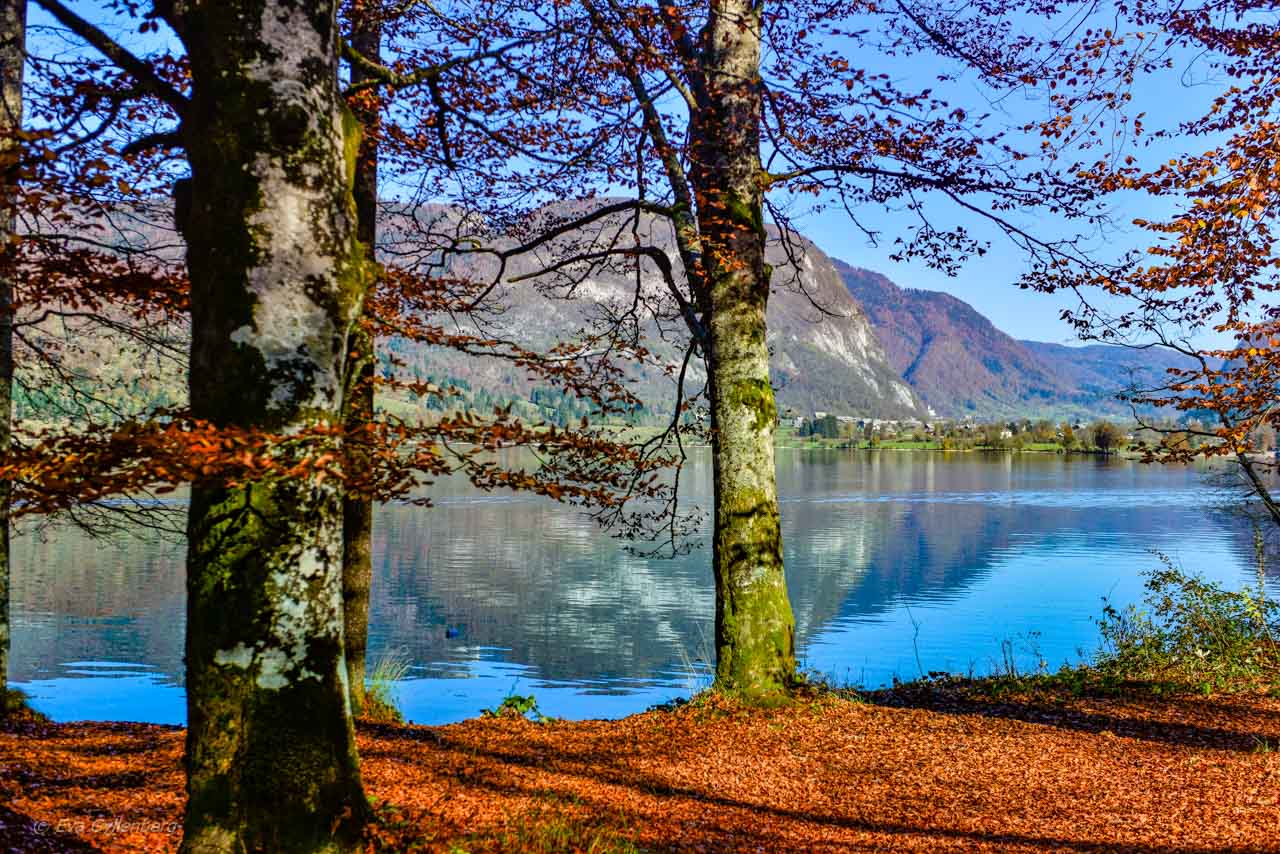 Träden vid Lake Bohinj - Slovenien