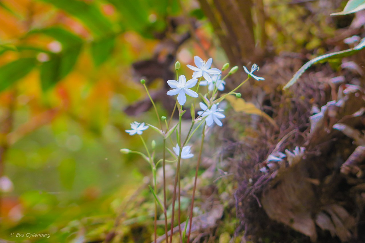 Blommor vid the Chasm