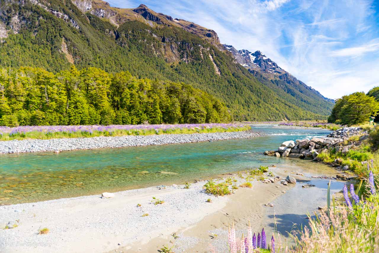 Lupiner och turkos flod på Nya Zeeland