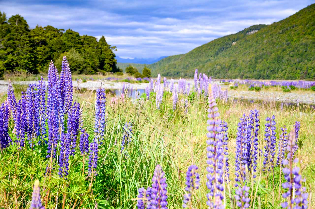 Lupines and turquoise river in New Zealand