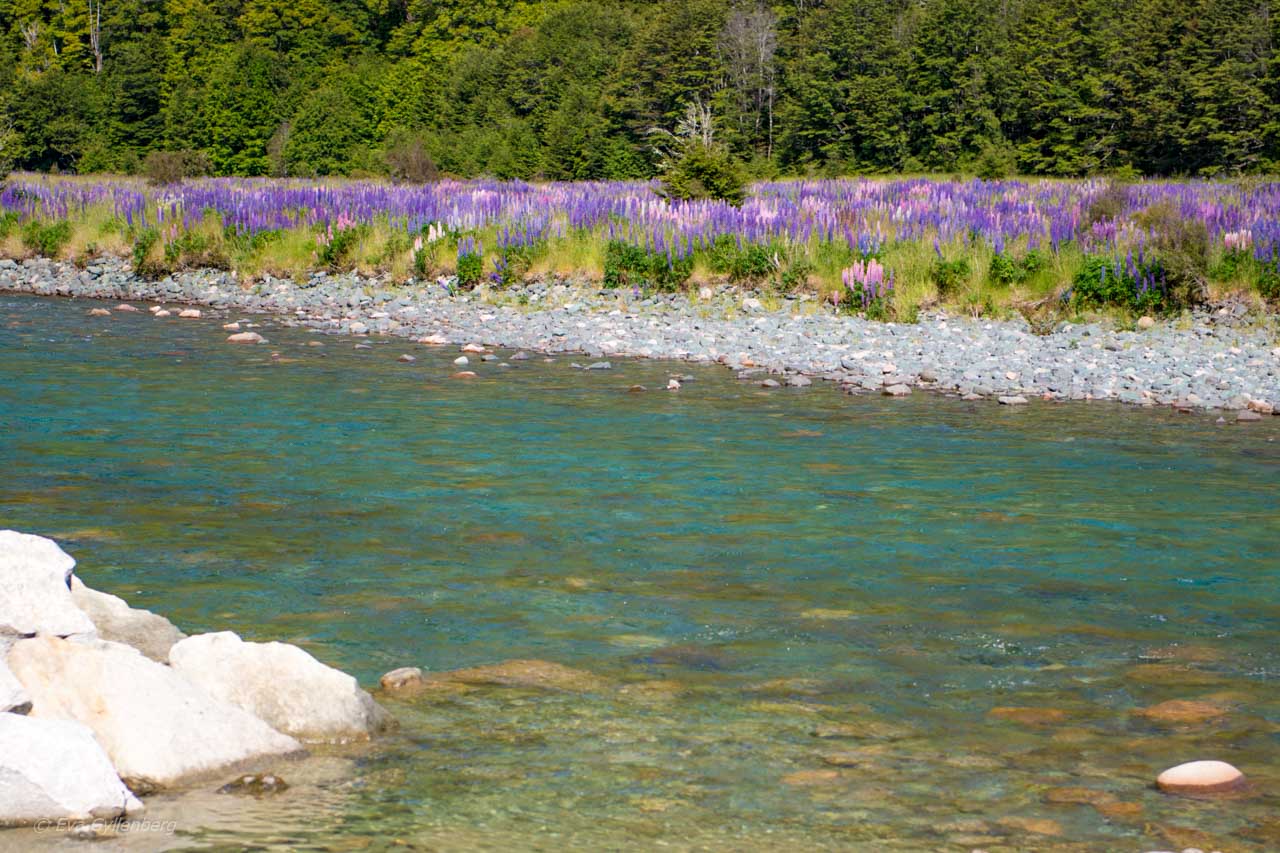 Lupines and turquoise river in New Zealand