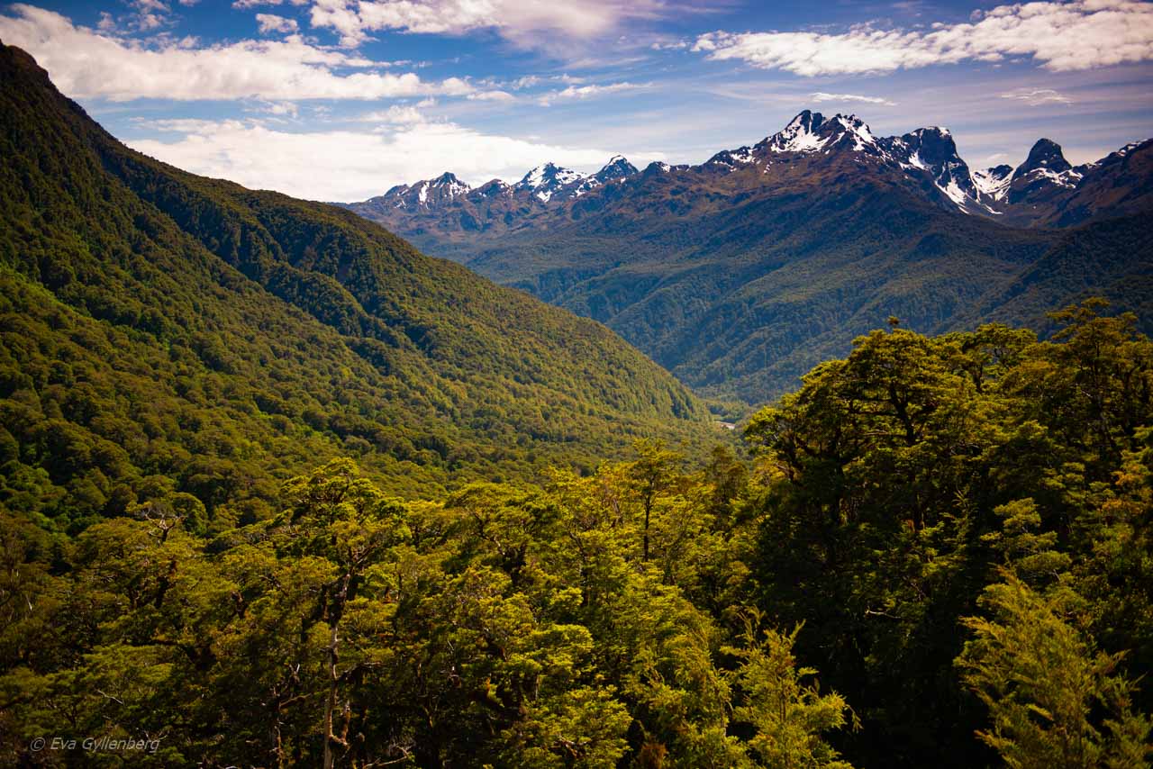The road to Milford Sound is lined with snow-capped mountains