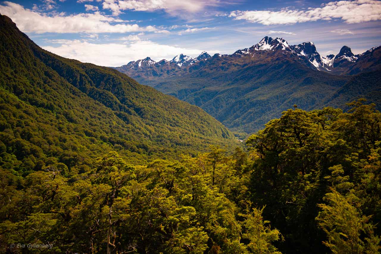 Vägen till Milford Sound är kantad av snöklädda berg