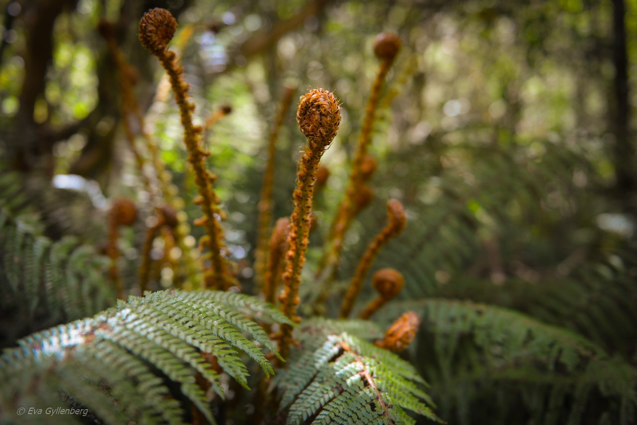 Ferns blooming on the road to Milford Sound