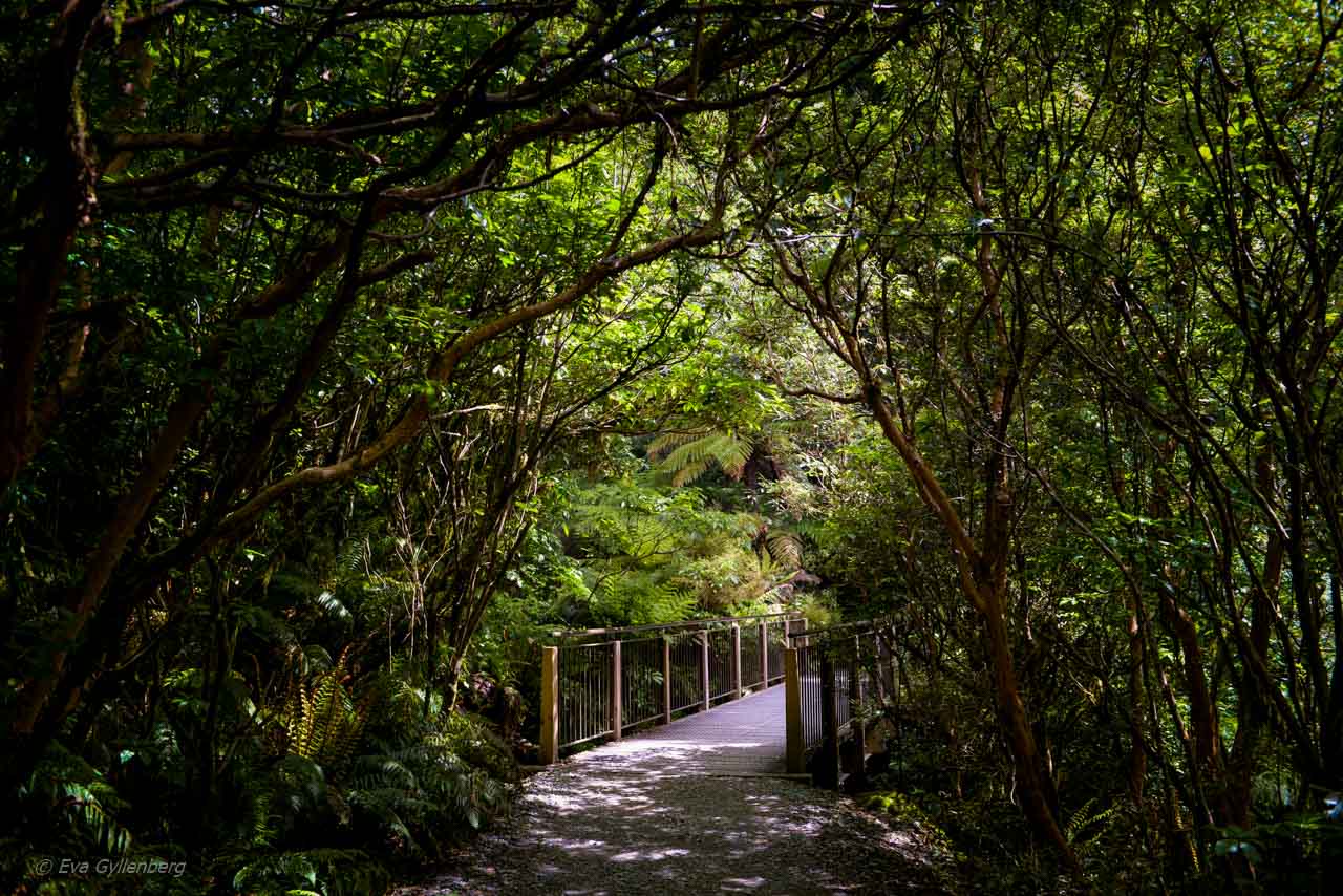 Hiking trail on the way to Milford Sound