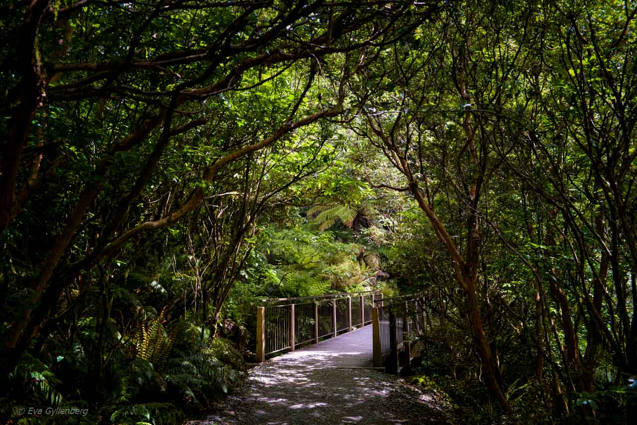 Vandringsled på vägen till Milford Sound