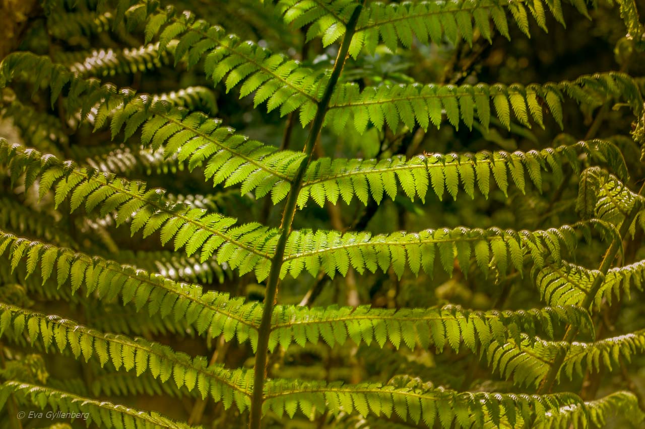 Fern on the way to Milford Sound