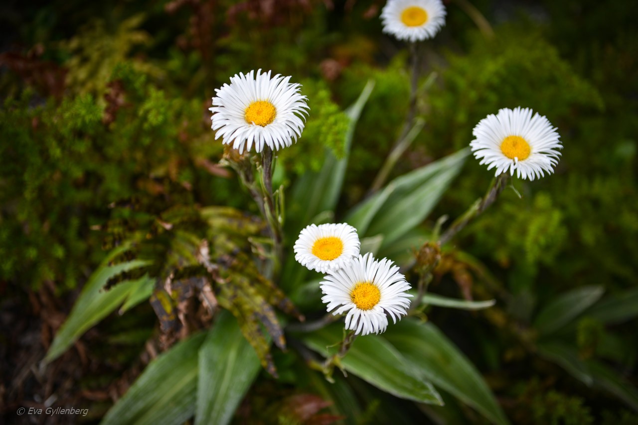 Fina blommor vid the Chasm