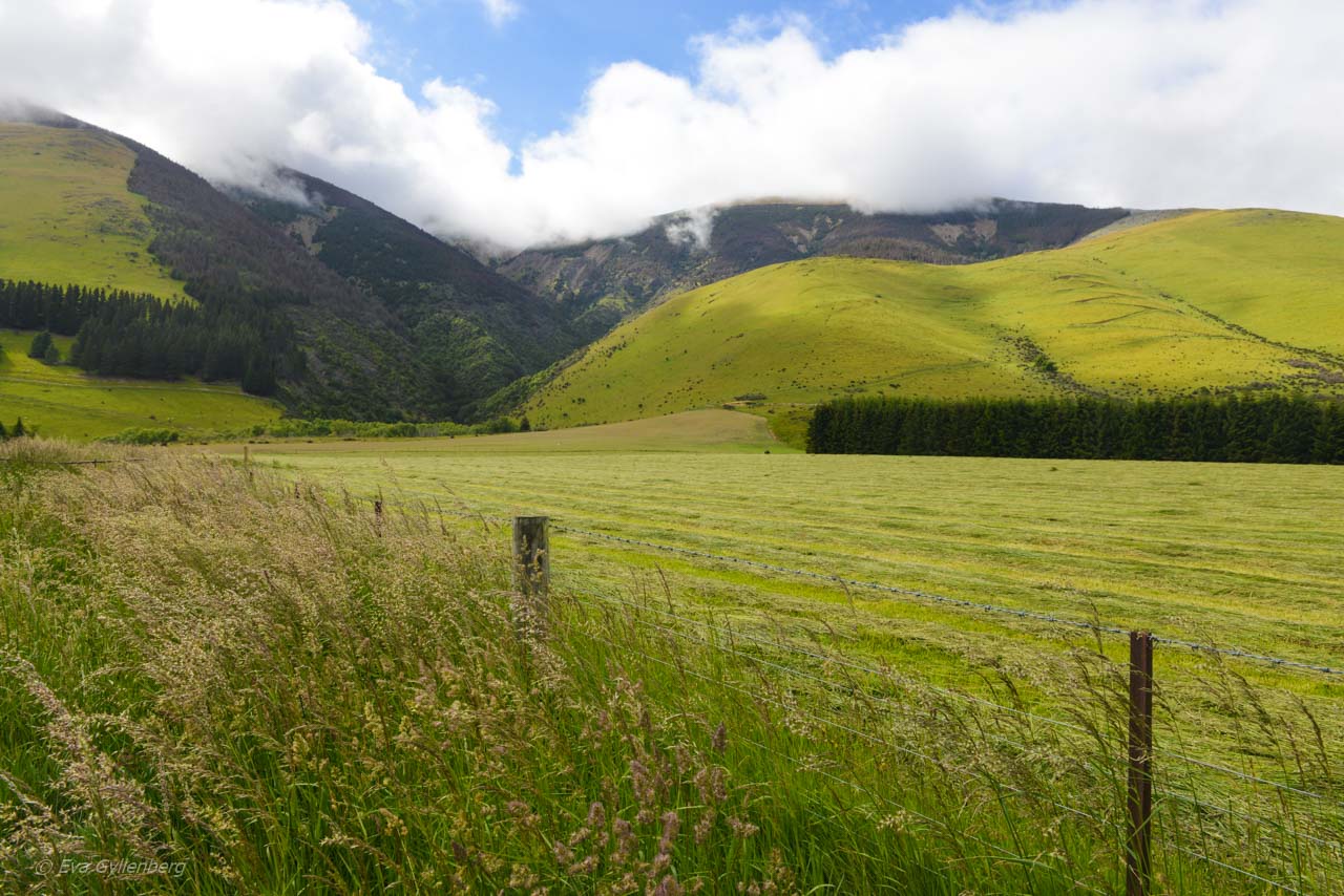 Green hills outside Te Anau