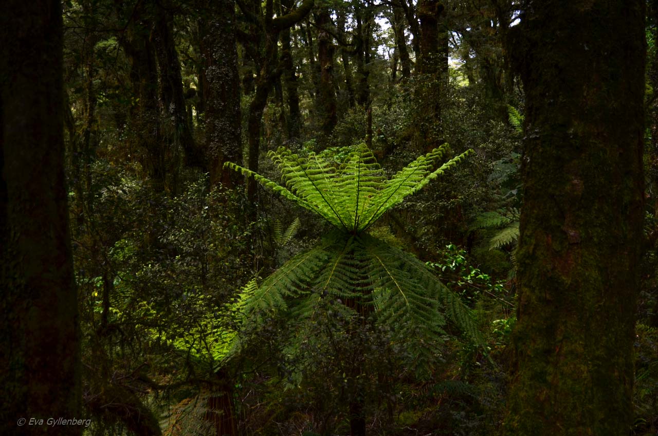 Regnskog på vägen till Milford Sound