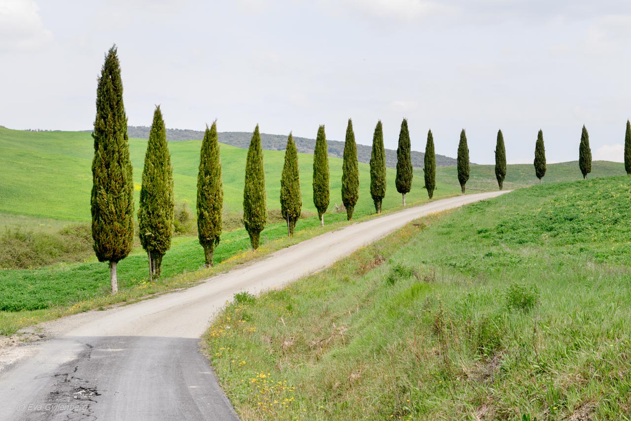 Cypresser vid en väg i Toscana - Italien