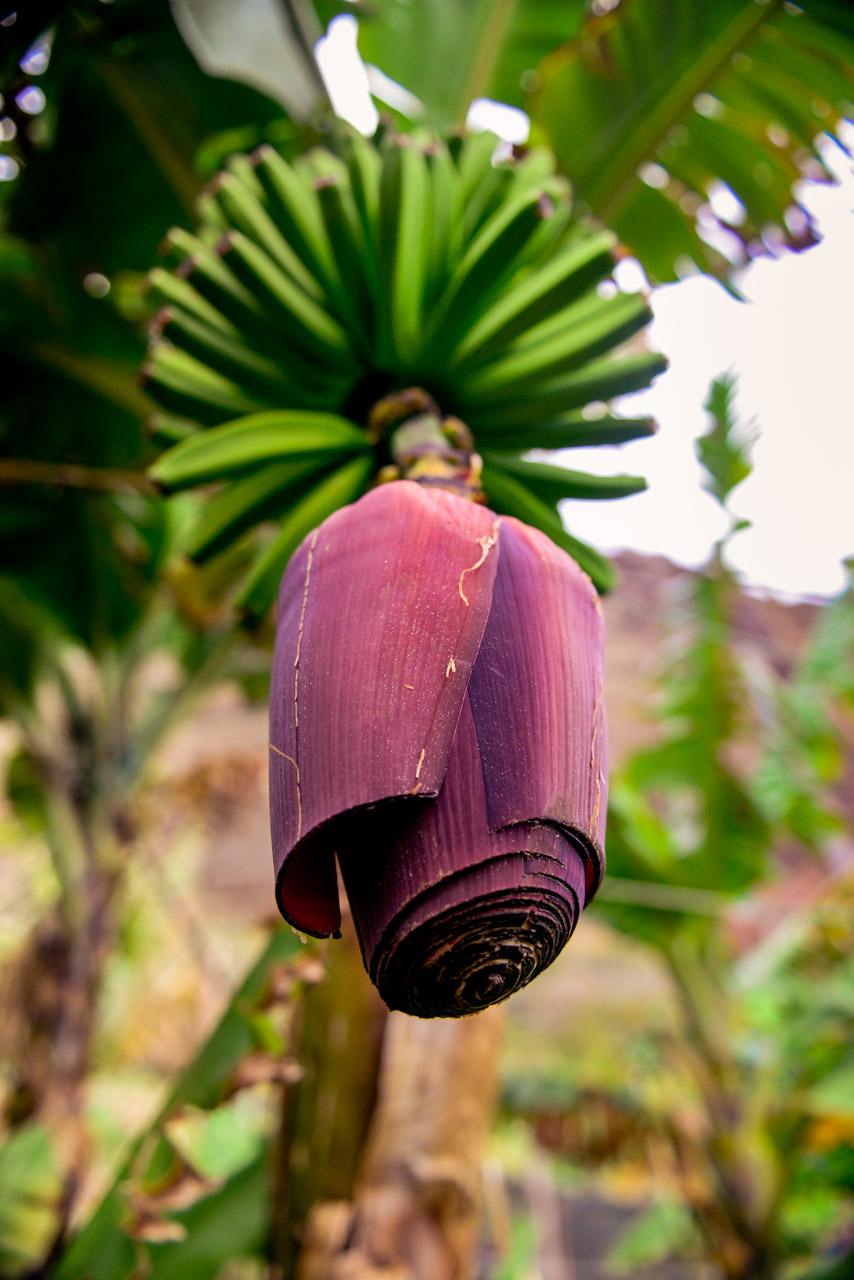 Bananblomma vid Faja Dos Padres