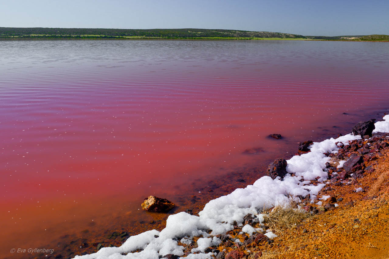 Den rosa lagunen Hutt Lagoon