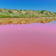Flamingos i rosa sjö