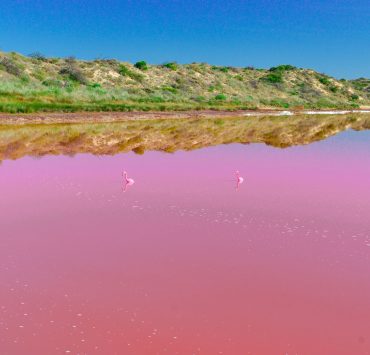 Flamingos i rosa sjö
