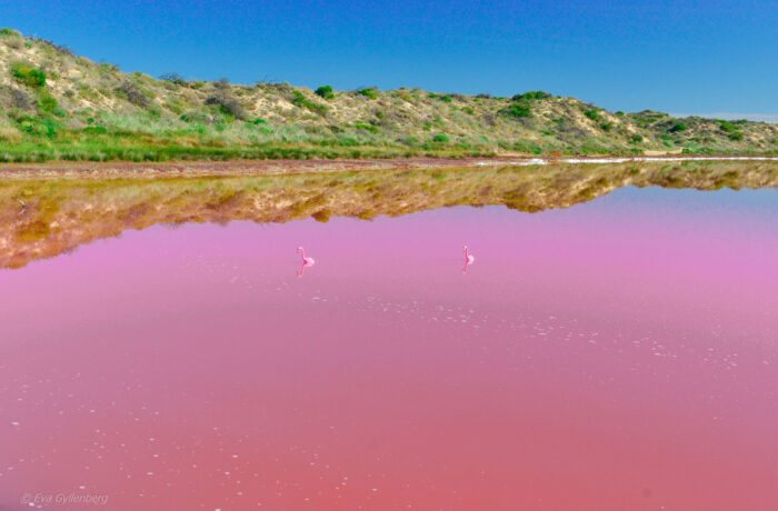 Flamingos in pink lake