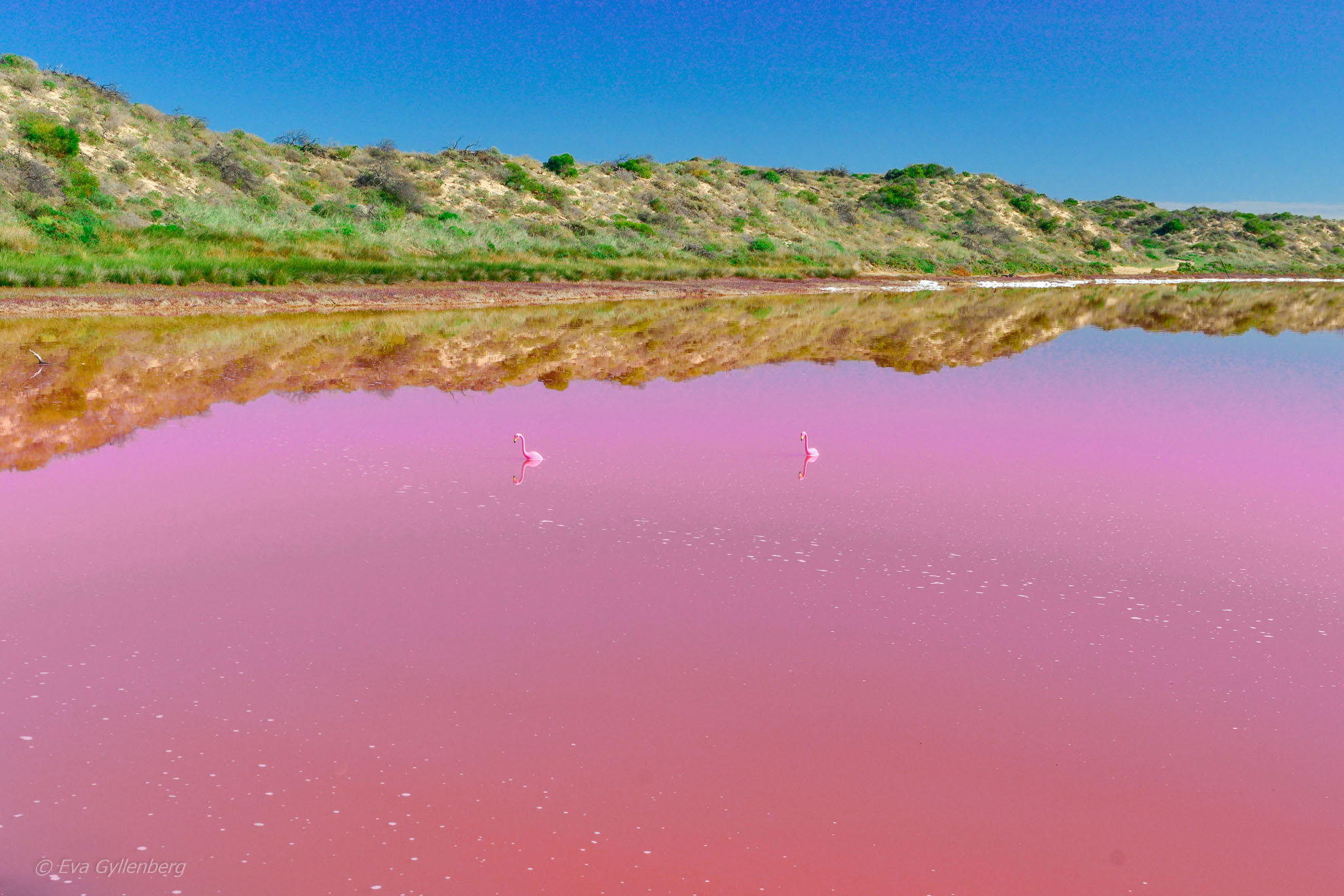 Flamingos i rosa sjö