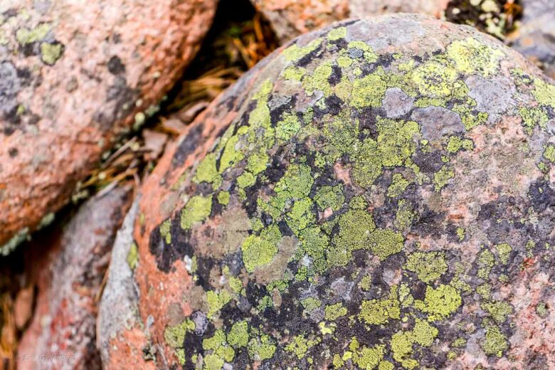 Map lichen on cobblestone field