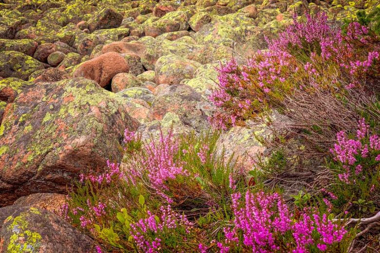 Heather on rolling stone sauce in Skuleskogen
