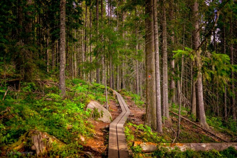 The Höga Kusten trail at the South Entrance