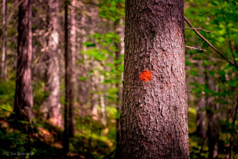 Marked trail along the Högakustenleden