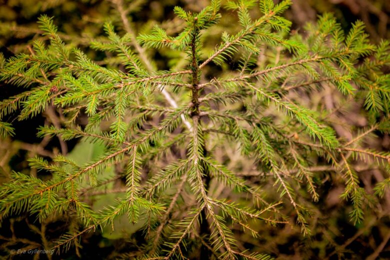 Spruce in Skuleskogen